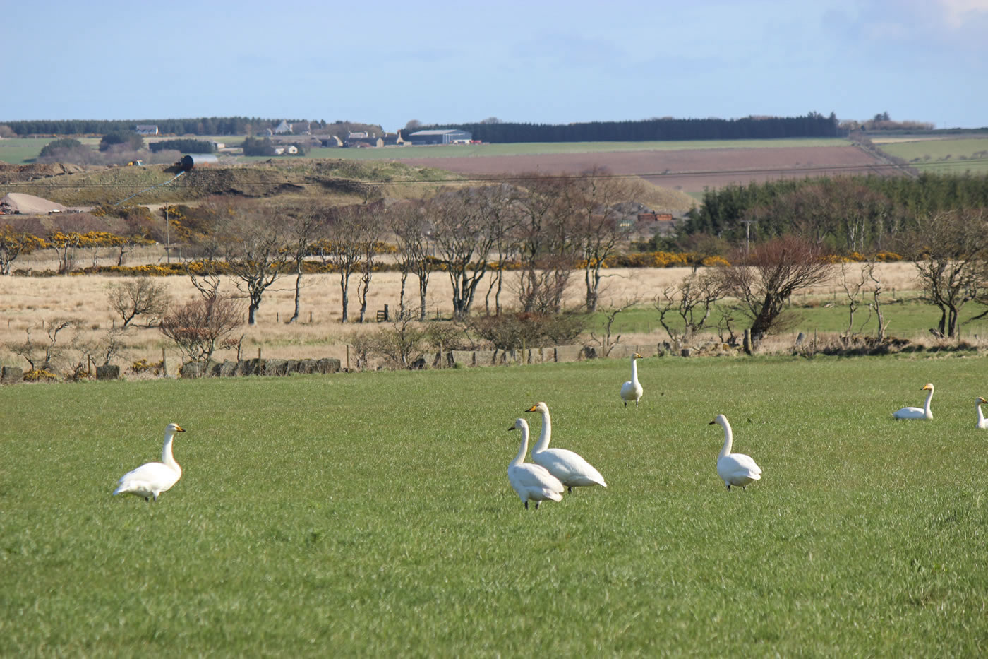 Picture of migratory whooper swans in a farmers field