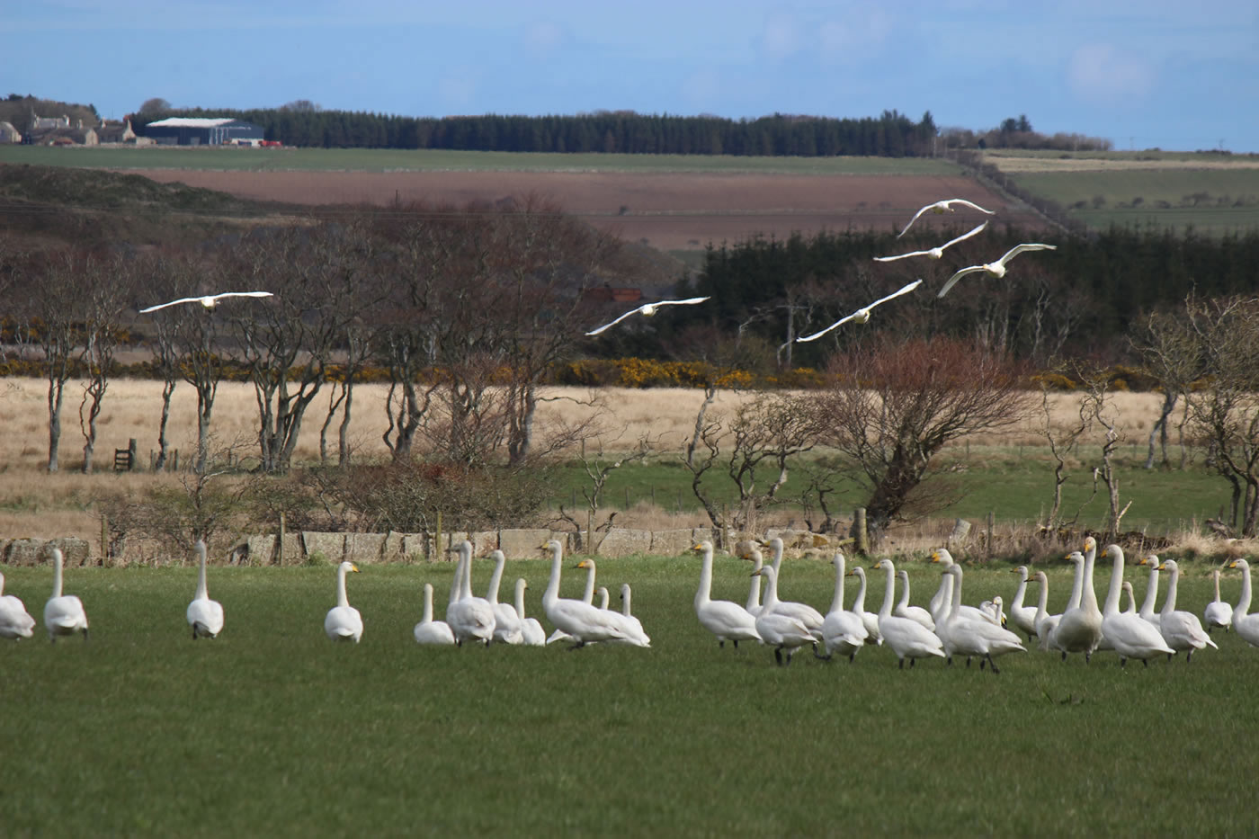 Picture of migratory whooper swans in a farmers field