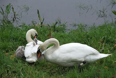 Picture of swans with young cygnets.