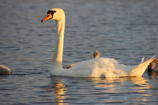 Picture of a swan and young cygnets with light from the setting sun on a loch in the Scottish Highlands - Free image no. 126