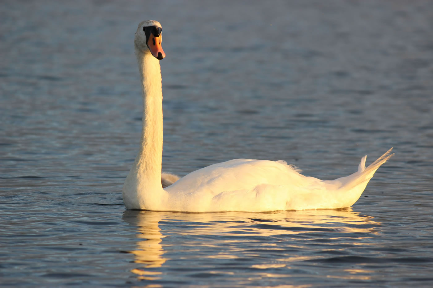 Picture of a beautiful swan with young cygnets in the setting sun on a loch in the Highlands No 2.