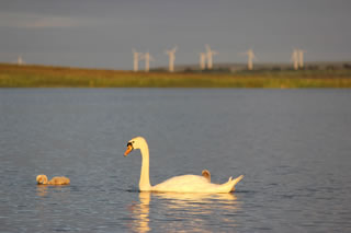 Picture of a beautfiul swan with her young cygnet on a loch in Scotland with wind turbines seen in the distance - Free picture no. 129
