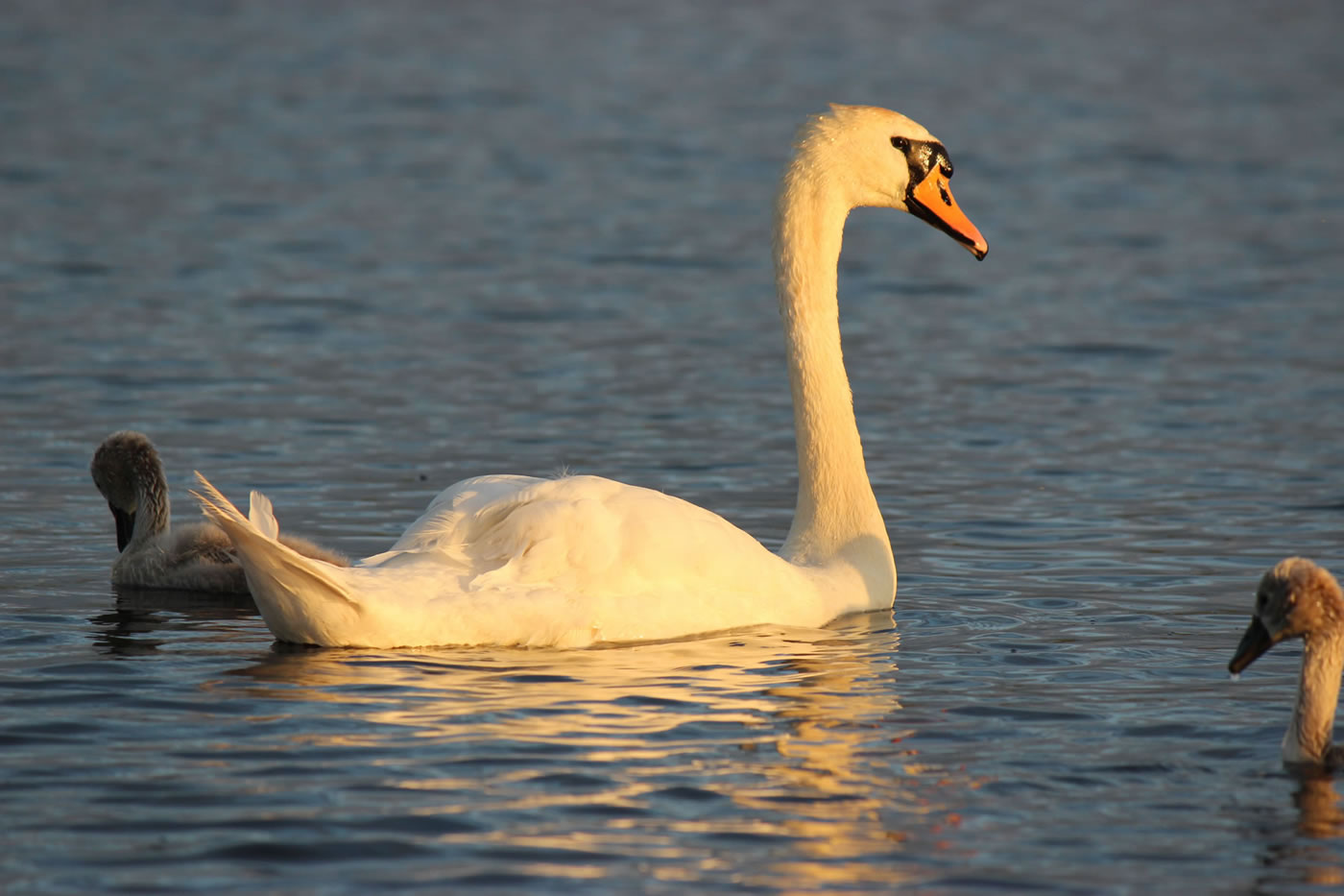 Picture of Swan - Nature picture