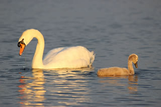 Nature picture IV of swan with cygnet - Free nature picture no. 132
