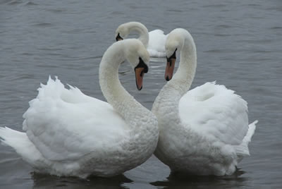 Swan picture 2