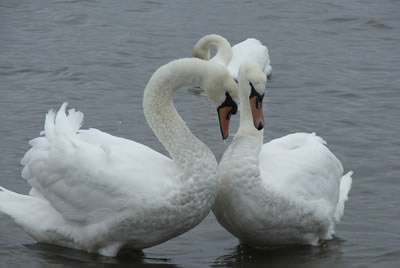 Swan picture 3