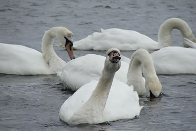Swan picture 5
