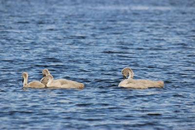 Picture of a cygnet on a highland loch in Scotland - image 101