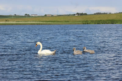 Picture of a swan with young swans on a highland loch in Scotland - image 102