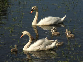 Picture of swans with 7 young cygnets on a Loch in Scotland - image 109