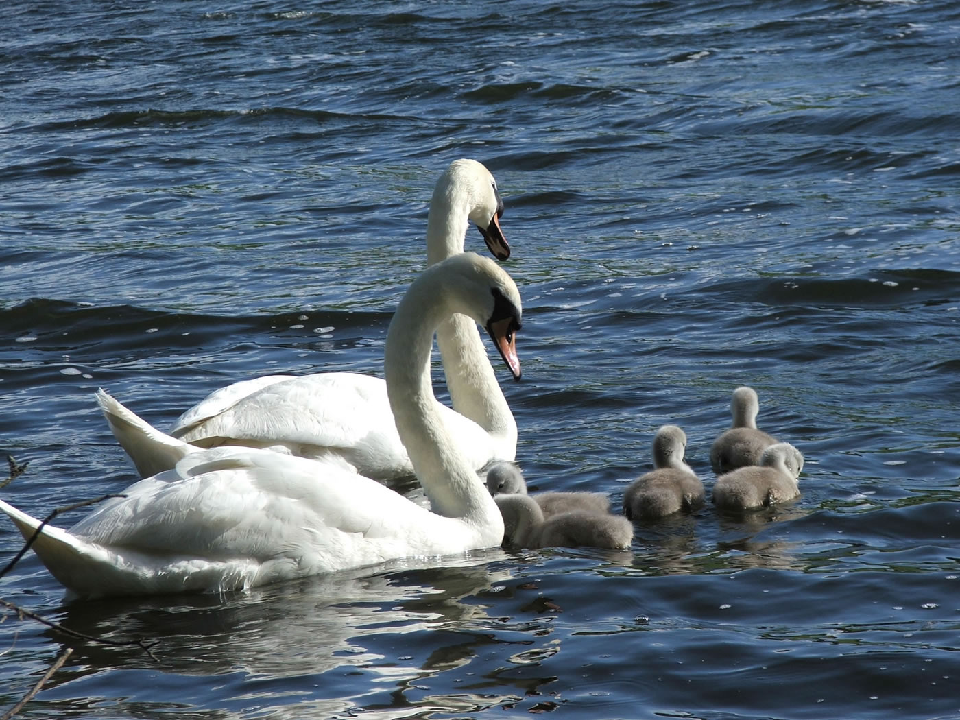 Picture of swans with cygnets on Loch in Scotland.