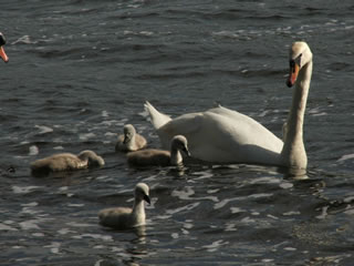 Picture of swan with young swans (cygnets) - Picture no. 111