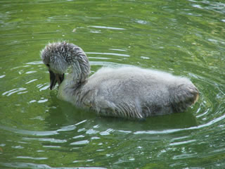 Picture of cygnet paddling on water and feeding - Picture no. 112