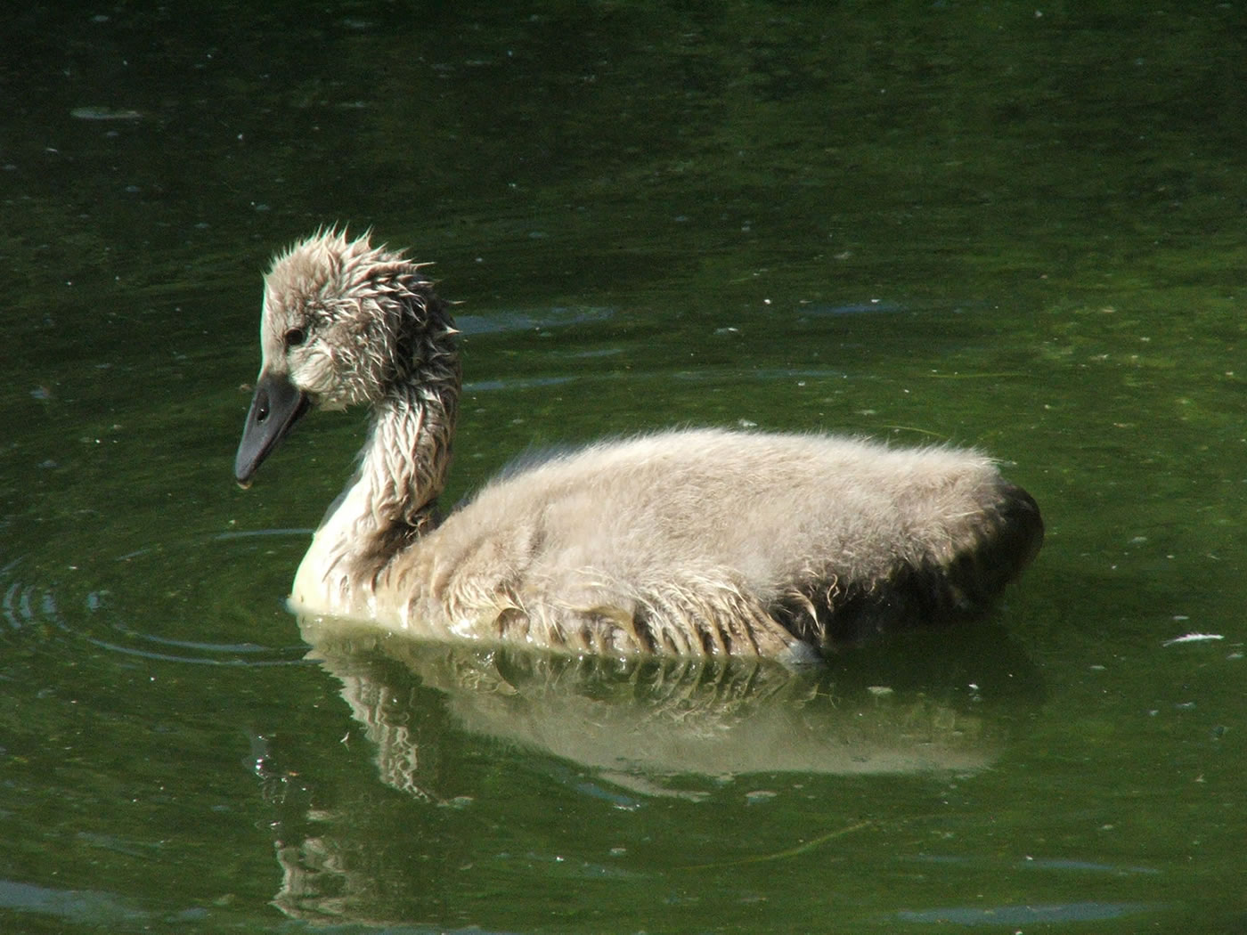 Picture of cygnet on water.