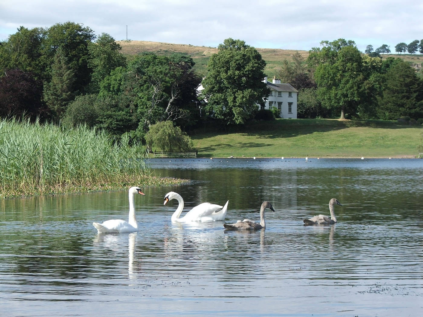 Picture of swans on a scenic loch in Fife.
