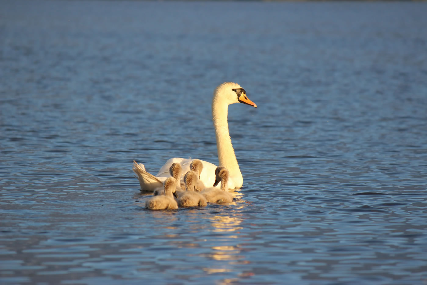 Picture of swan and cygnets on a loch in the Scottish Highlands.