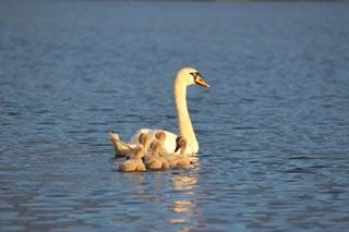 Swan with cygnets - Swan Picture no. 116