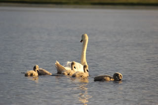 Swan with cygnets - Swan Picture no. 117