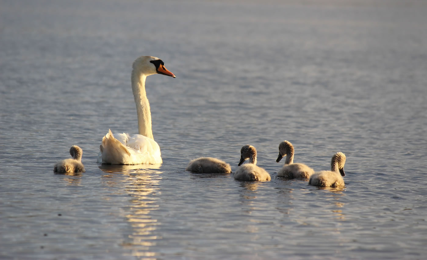 Picture of swan and cygnets on a loch in the Highlands of Scotland.