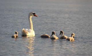 Swan with cygnets on a Scottish loch in the highlands of Scotland - Swan Picture no. 118