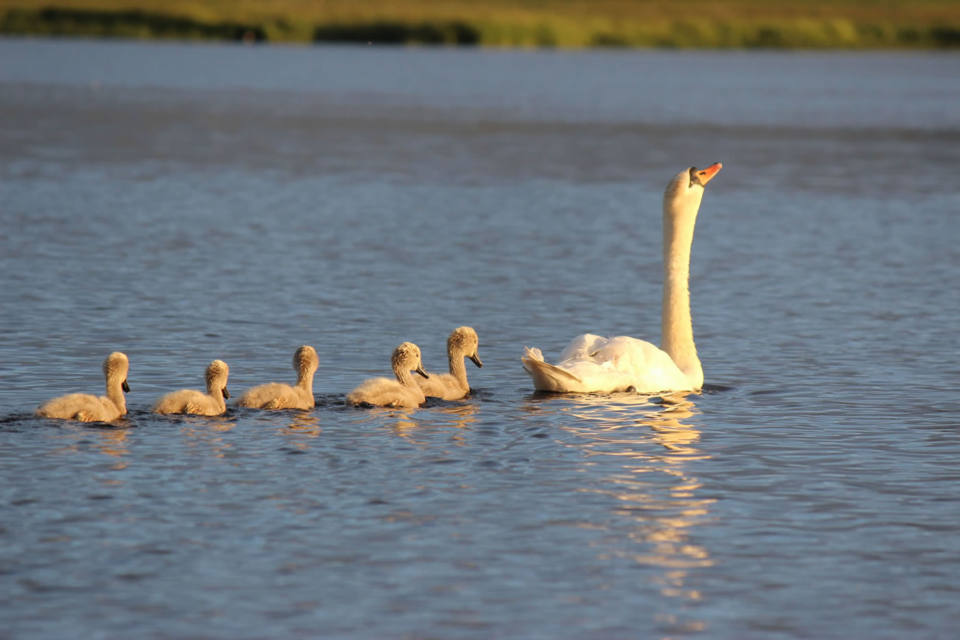 Picture of cygnets on a loch in the Highlands of Scotland.