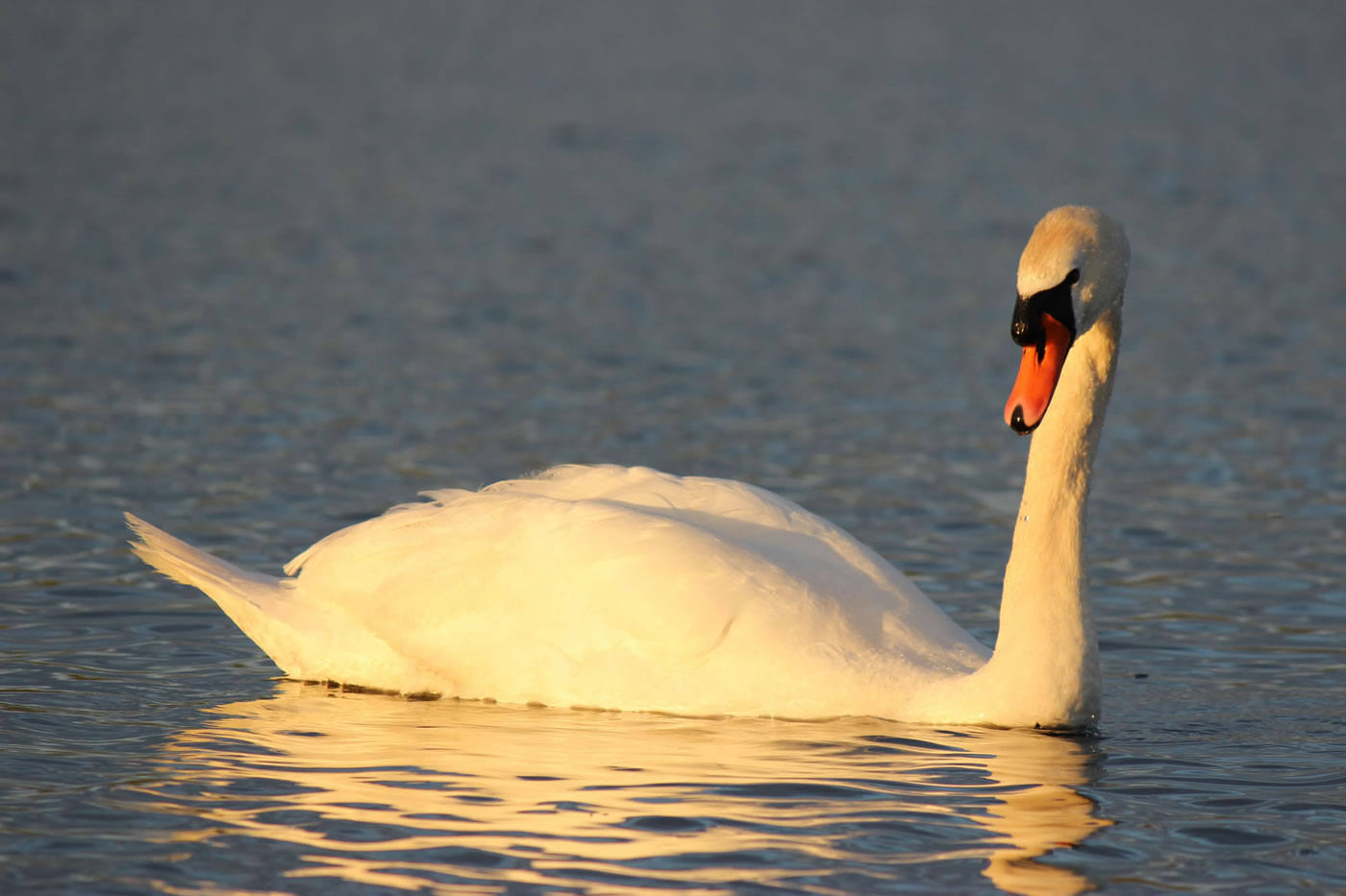 Picture of a beautiful swan.