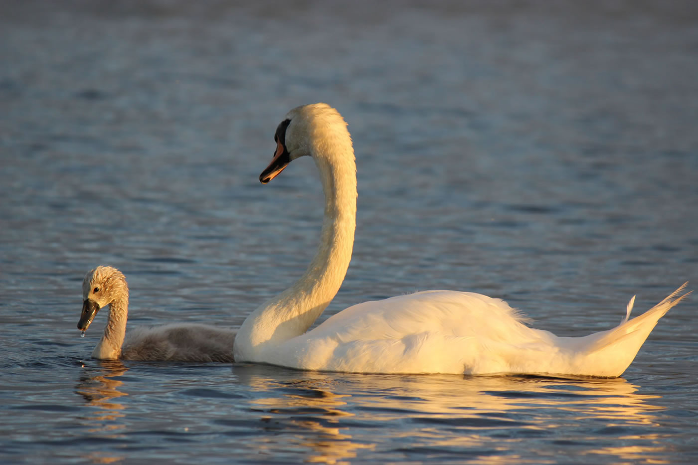 Picture of a beautiful swan with her cygnet.