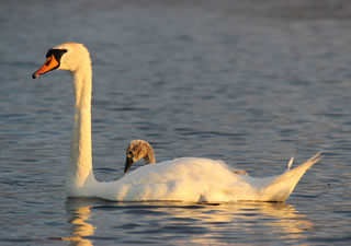 Picture of a beautiful swan with a cygnet - Swan Picture no. 123