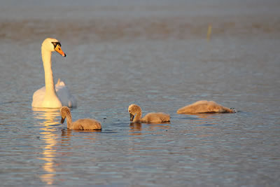 Picture of swans and cygnets on loch Watten in the Highlands of Scotland