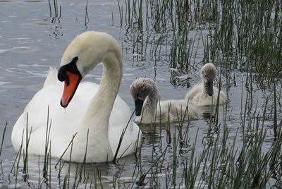 Picture of swans and cygnets Picture set 17