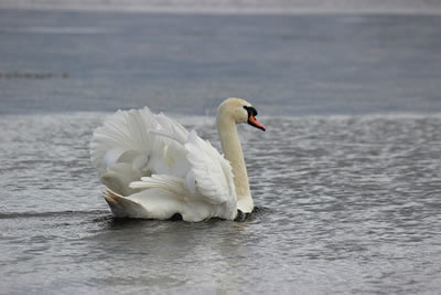 Picture of swan - swan picture.