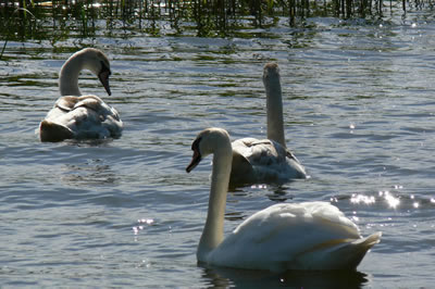 Picture of swans image set 35 - pictures, creative art images and free online jigsaw puzzles