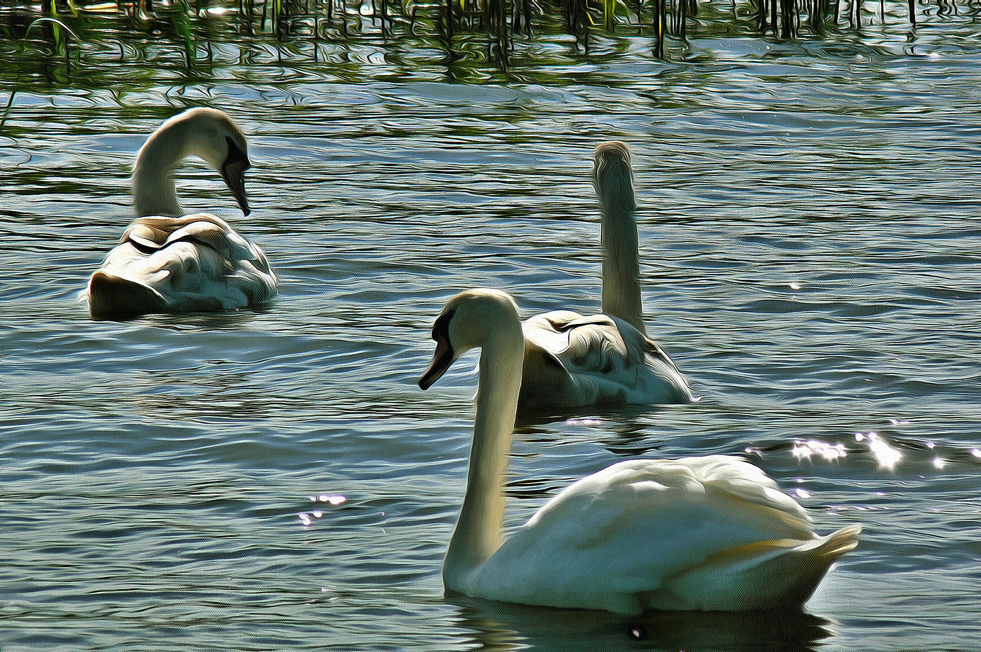 Swan art picture 35 - art 1