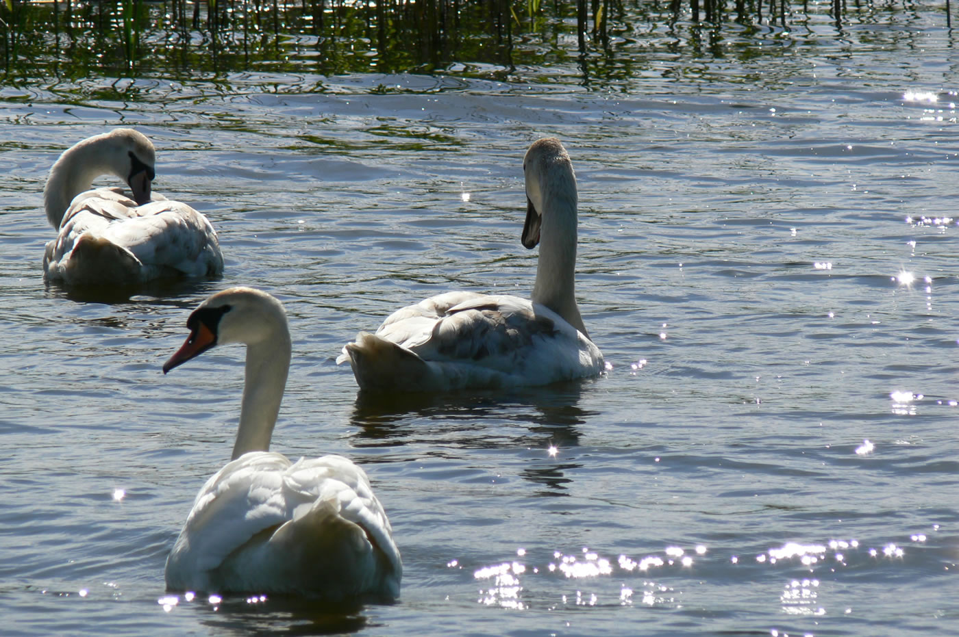 Picture of swan