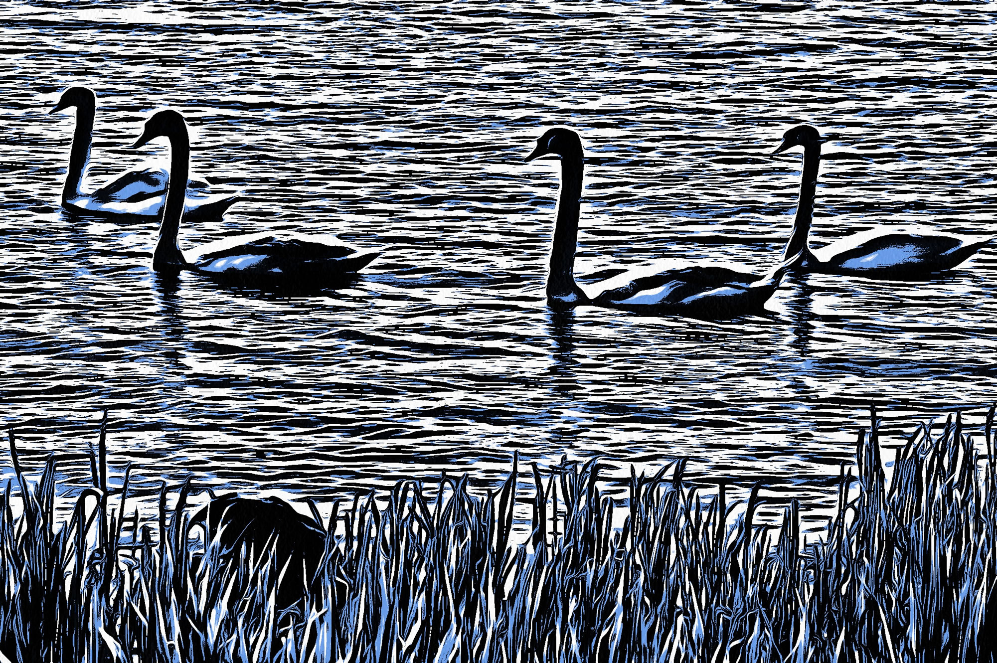 Swan art picture 37 - art image 7