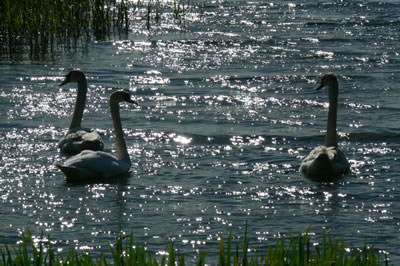 Picture of swans image set 39 - pictures, creative art images and free online jigsaw puzzles