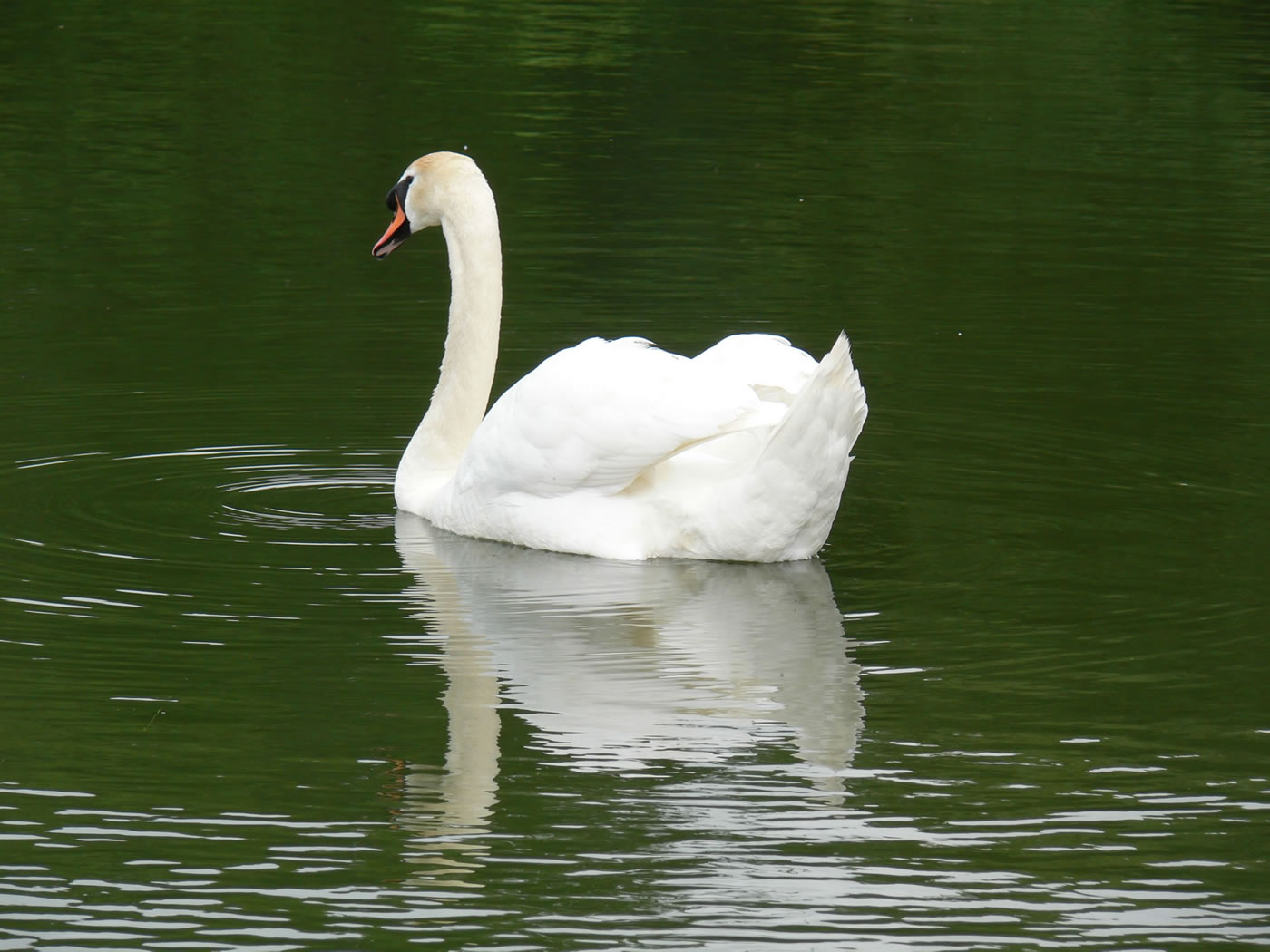 Picture of swan