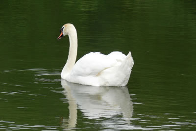 Picture of swans image set 41 - pictures, creative images and online jigsaw puzzle