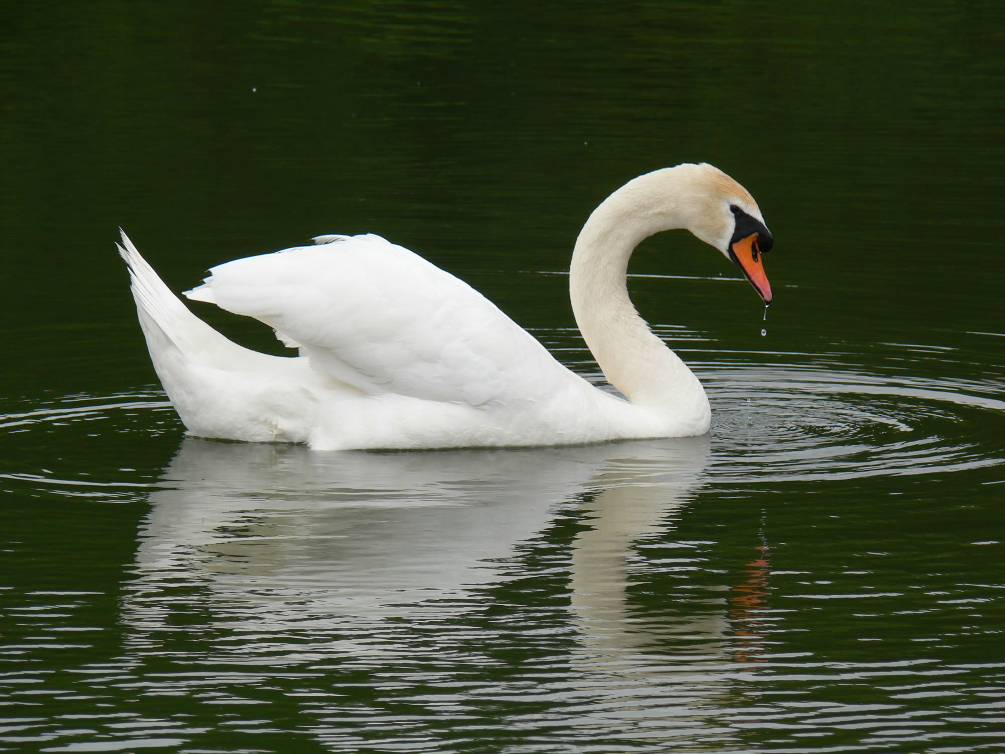 Swan picture 42 - large