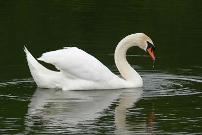 Picture of swans image set 42 - pictures, creative images and online jigsaw puzzle