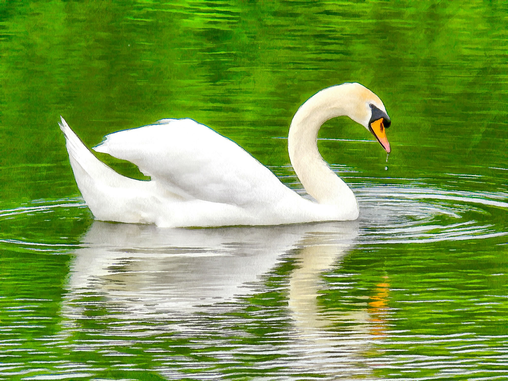 Swan art picture 42 - art image 3