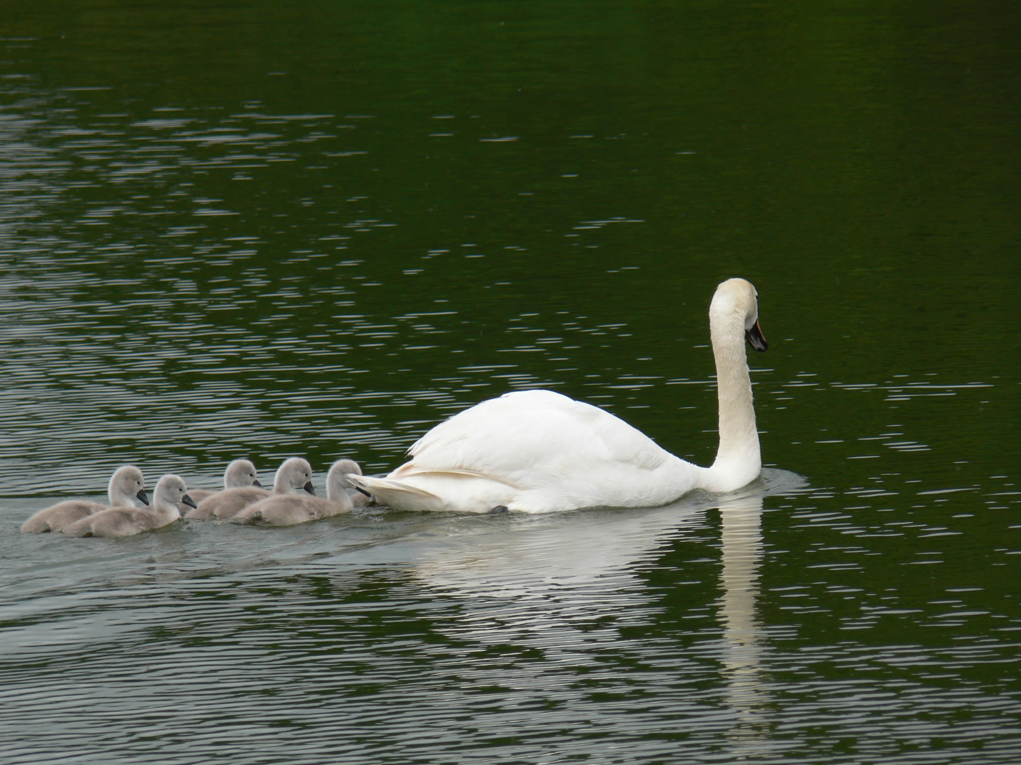 Swan picture 48 - large