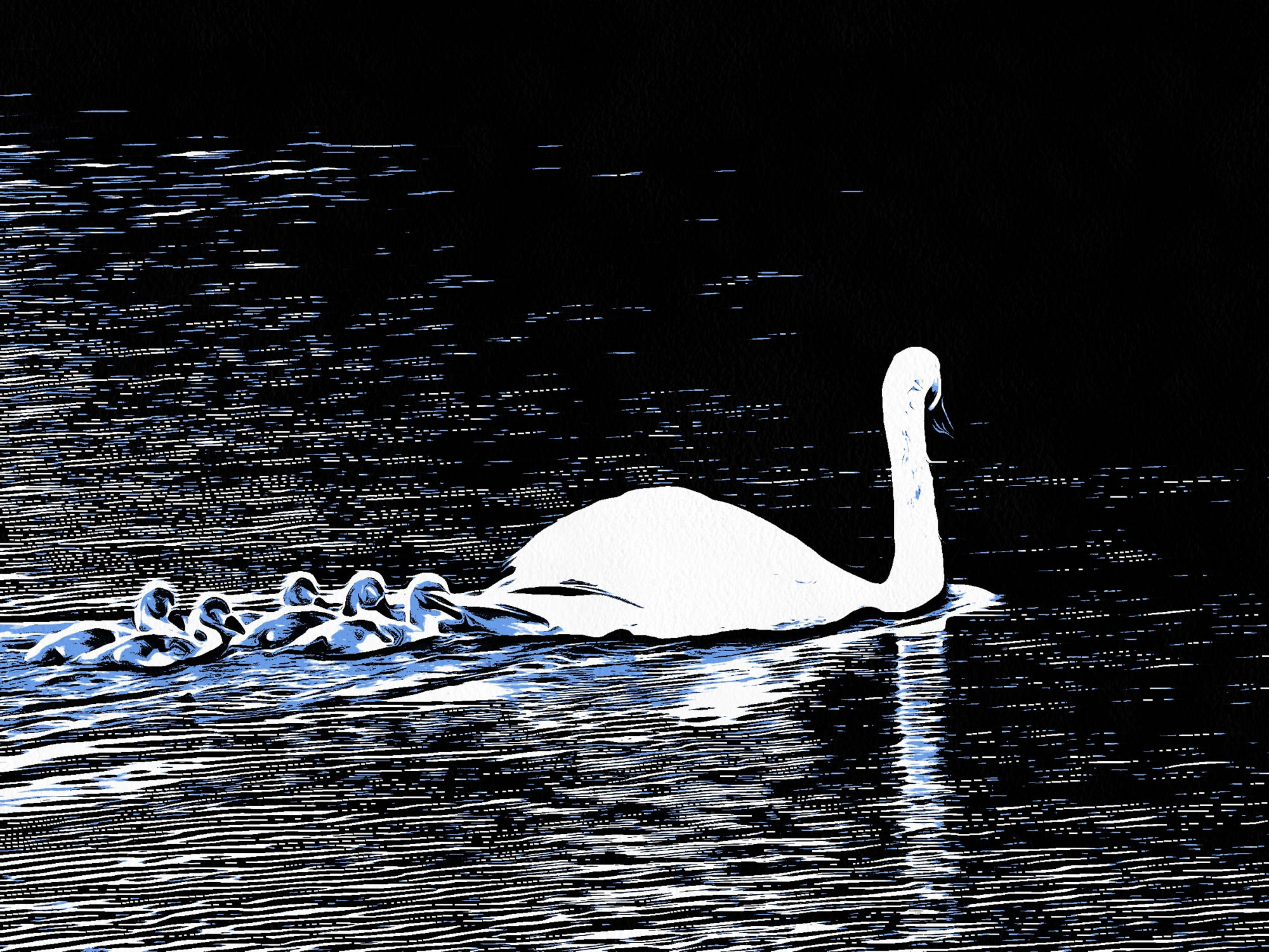 Swan art picture 48 - art image 7
