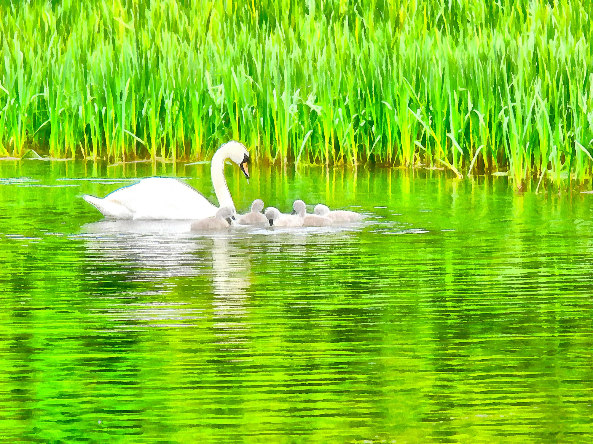 Swan art picture 49 - art image 3