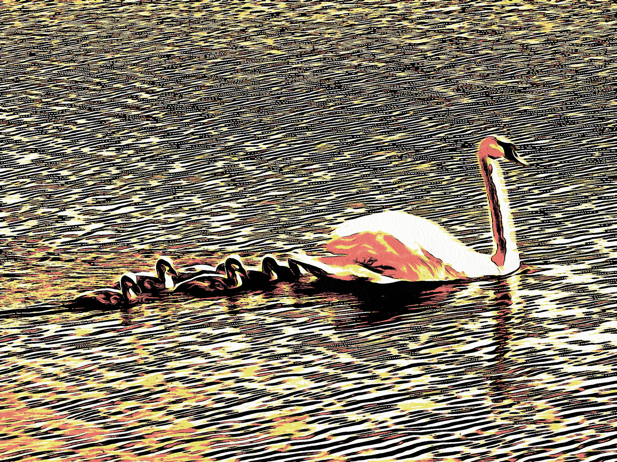Swan art picture 52 - art image 4