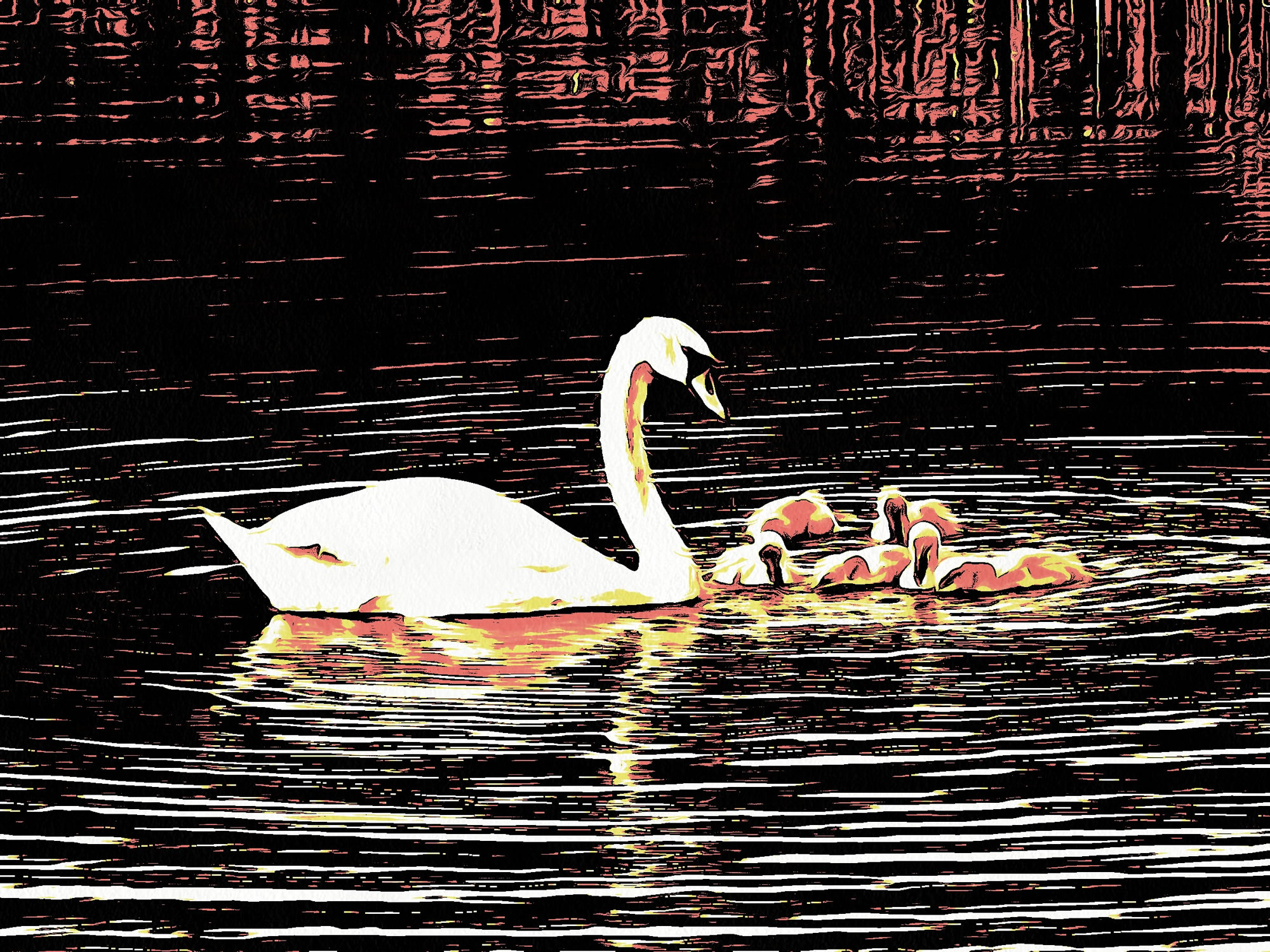 Swan art picture 55 - art image 4