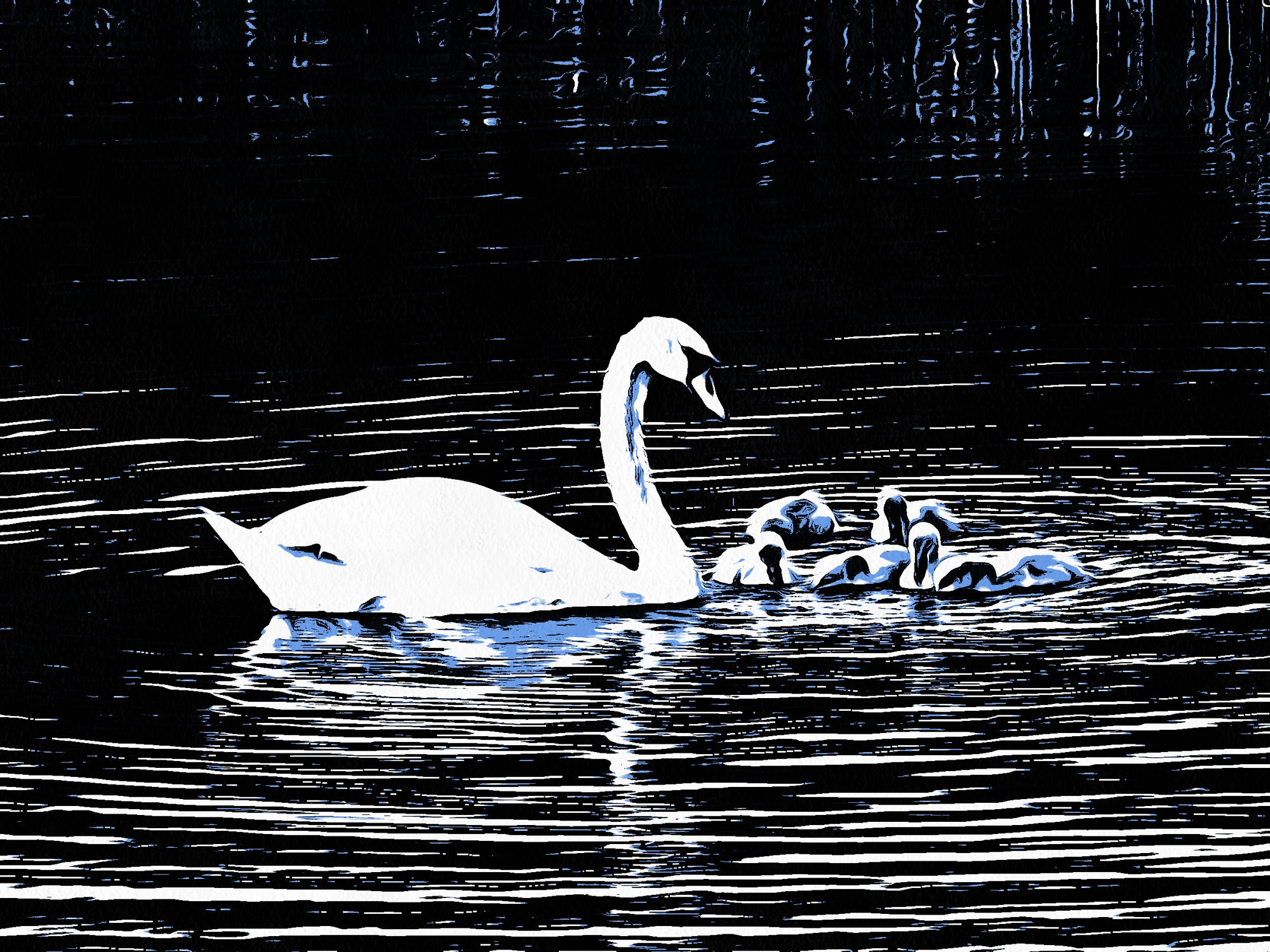 Swan art picture 55 - art image 7
