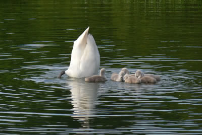 Swan image set 57