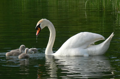 Swan image set 59
