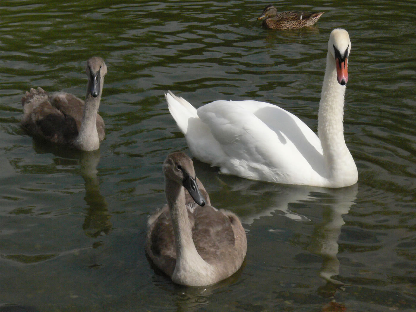 Picture of swan with older cygnets